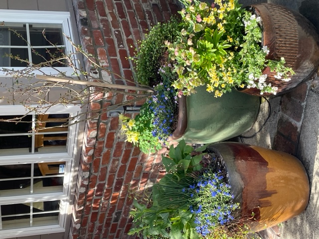Residential landscaping with seasonal spring color potted plants